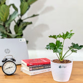 Philodendron Hope, with 5.5 inches white decor plant